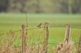 /album/ornithologie/emberiza-schoeniclus-jpg/